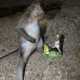 monkey_macaque_balinese_mf_ubud_v_1441_bal5162.jpg